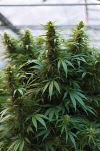 Plante CBD